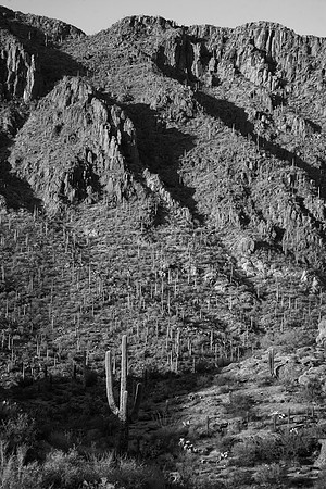 Evening, Saguaro National Park, Tucson, AZ