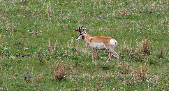 Pronghorn