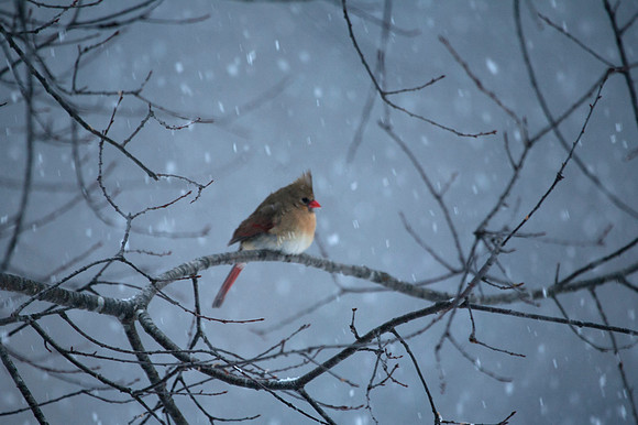 Female Cardinal, Stockton, IL