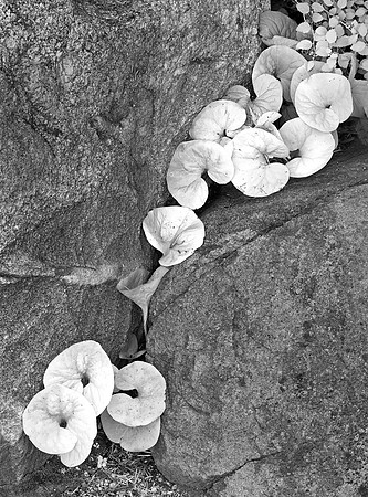 Wild Ginger, Anderson Japanese Gardens, Rockford, IL