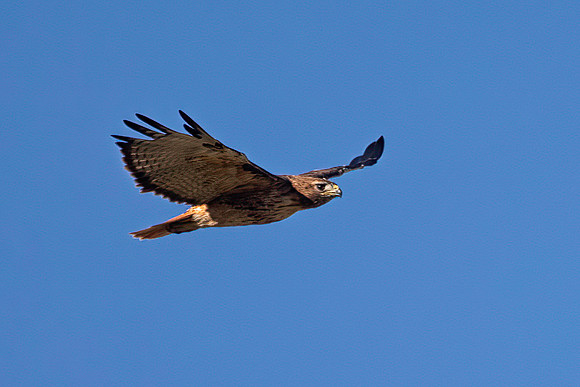 Red-Tailed Hawk, Western Rufous Morph