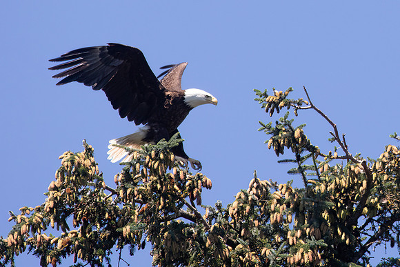 Bald Eagle