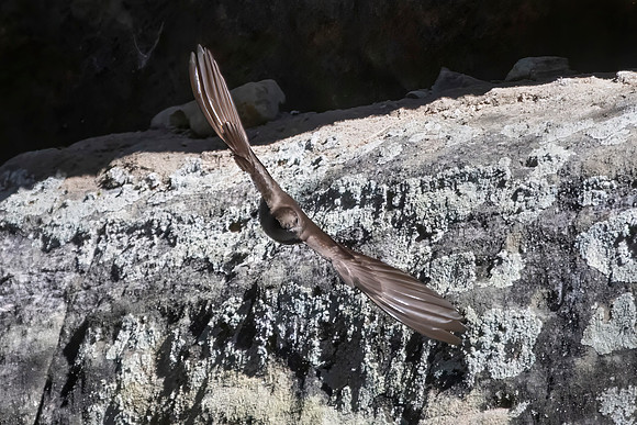 Cliff Swallow in Flight