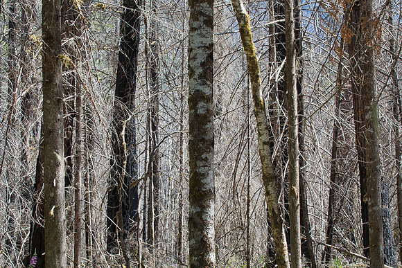 Burnt Forest, North Cascades National Park, WA