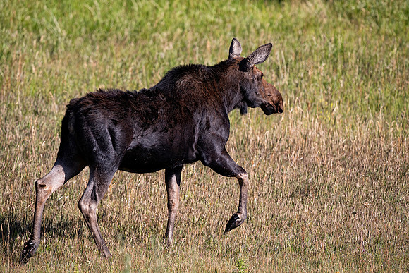 Moose Cow