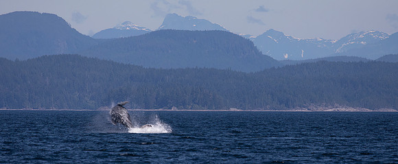 Humpback Whale