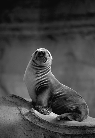 Harbour Seal, Torrey Pines State Reserve, CA