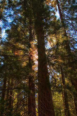 Sunburst, Sequoia National Park, CA