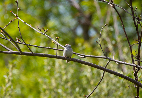 Chipping Sparrow II