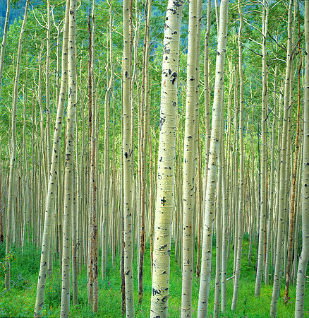 Aspen Grove, Aspen, Colorado