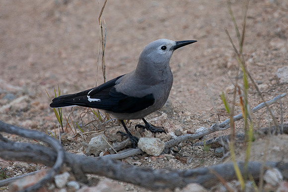 Clark's Nutcracker, Yellowstone National Park, WY