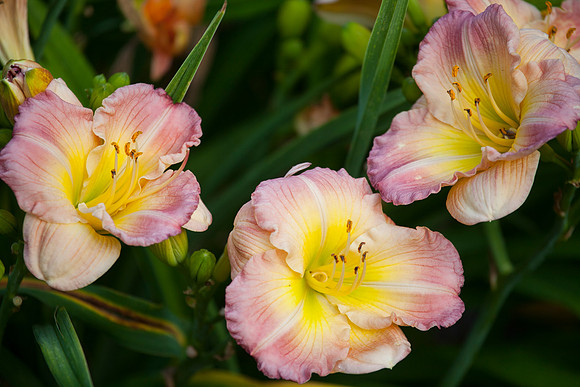 Apple Blossom