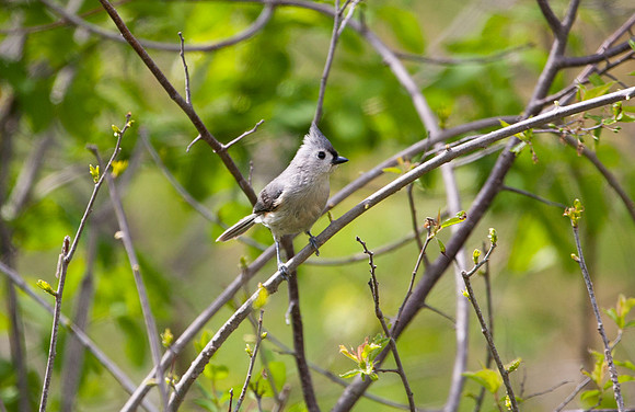 Tufted Titmouse I