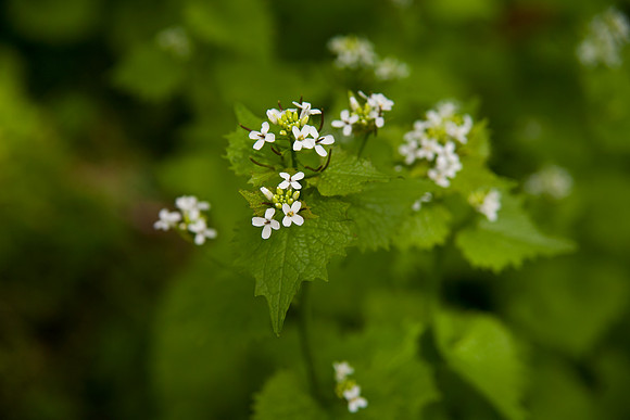 Blossoms