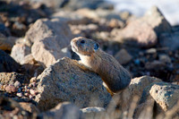 Pika Calling