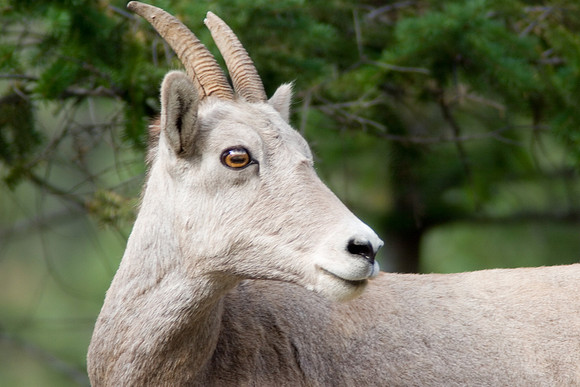 Big Horn Sheep, Radium Hot Springs, British Columbia, Canada