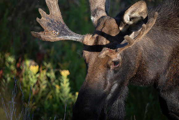 Adolescent Bull Moose