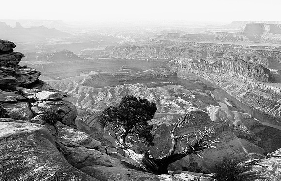 Juniper, Overlook, Dead Horse Point State Park, UT