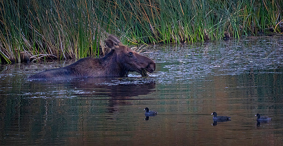 Moose Cow