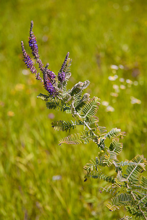 Leadplant (Amorpha canescens)