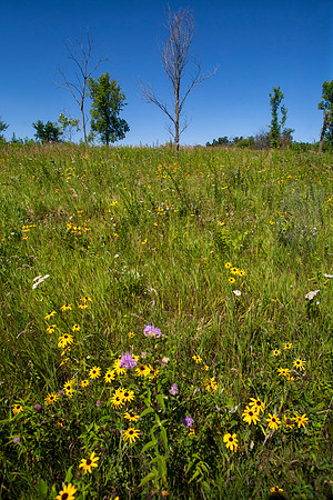 Upper Meadow, Stockton, IL