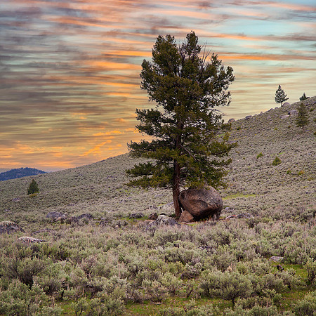 Boulder and Host Tree, Yellowstone National Park, WY