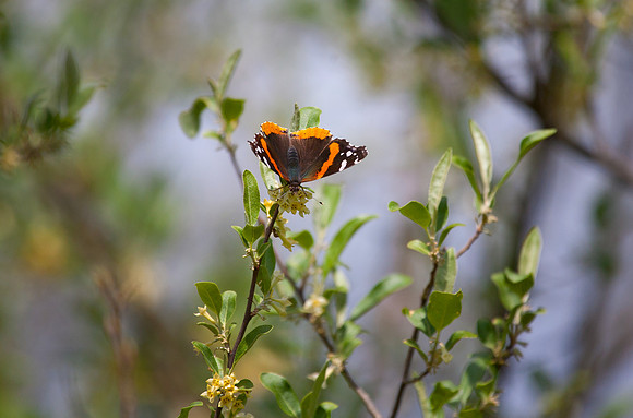 Red Admiral on Honeysuckle I
