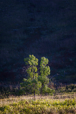 Trees, Spearfish Canyon, SD