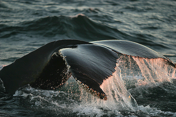 Humpback Fluke (October 30, 2005, 4:31 pm)