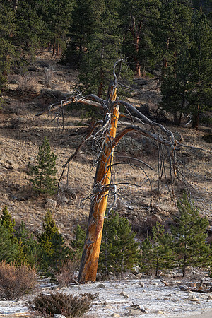 Sang, Winter, Rocky Mountain National Park, CO
