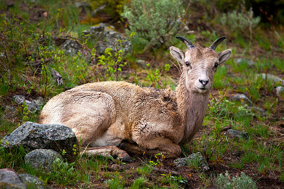 Big Horn Sheep, Roosevelt, Yellowstone National Park, WY (May 18, 2013, 4:03pm)