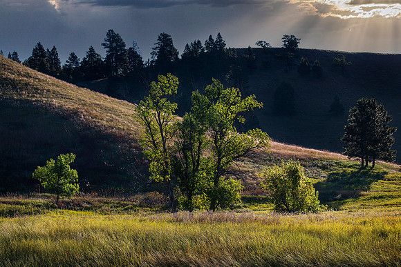 Trees and Hills, Spearfish Canyon, SD