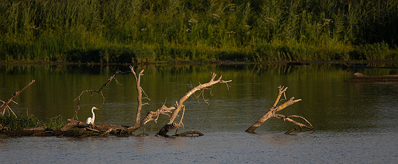 Great Egret
