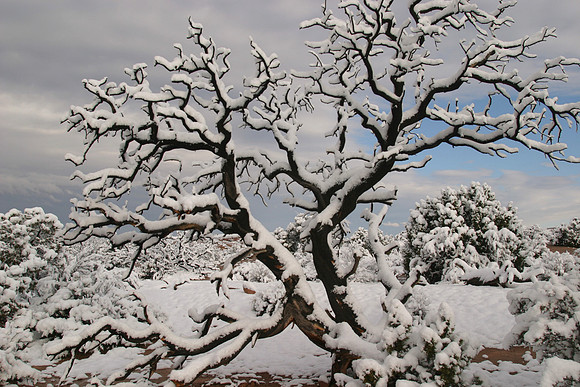 Snow Covered Juniper, Arches National Park, UT