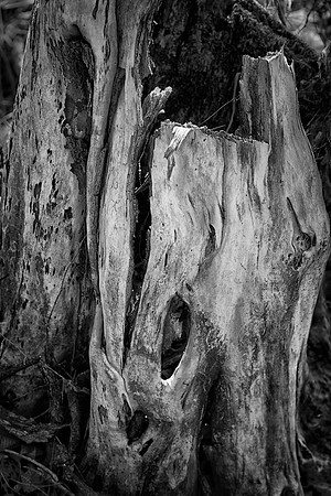 Oak Stump