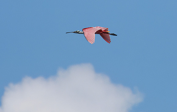 Roseate Spoonbill In Flight