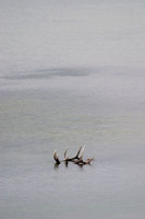 Elk Antlers, Banff National Park, Alberta, Canada