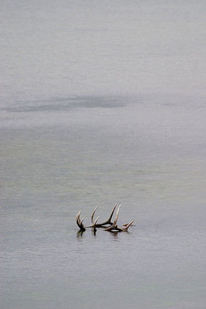Elk Antlers, Banff National Park, Alberta, Canada