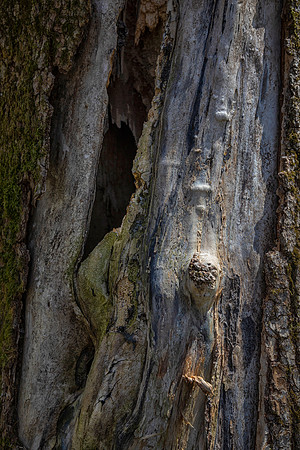 Oak Trunk - Detail