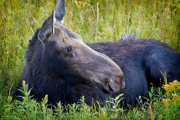 Cow Moose