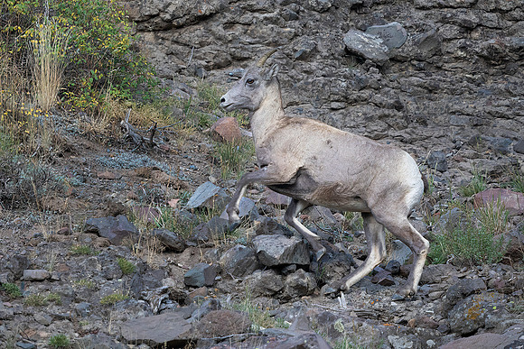 Big Horn Sheep, Yellowstone National Park, WY