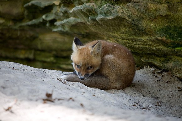 Fox Kit, Starved Rock State Park, LaSalle County, IL