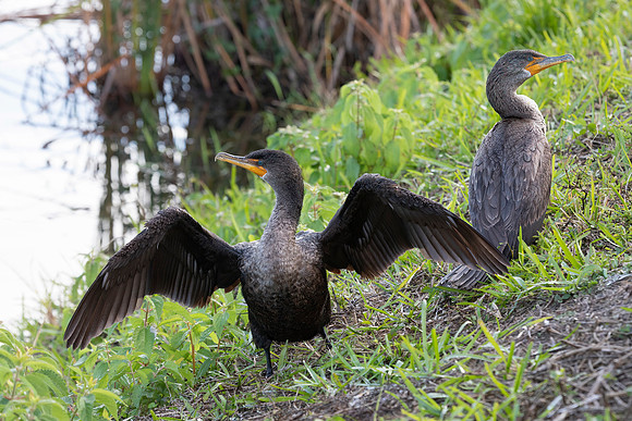 Double-Crested Cormorant Pair