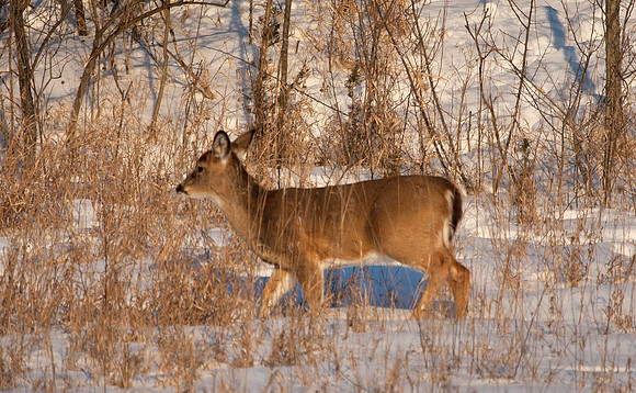Crossing the Meadow