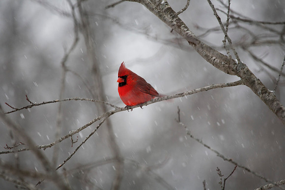 Cardinal, Winter, Stockton, IL