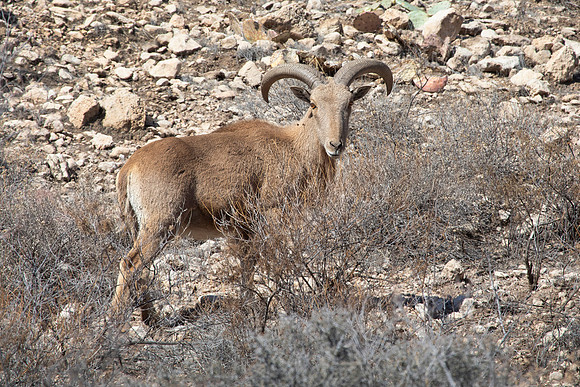 Barbary Sheep