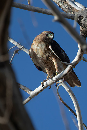 Western Red-Tailed Hawk
