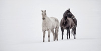 Winter Horses