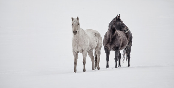 Winter Horses