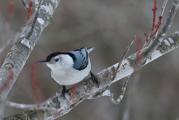 White-breasted Nuthatch